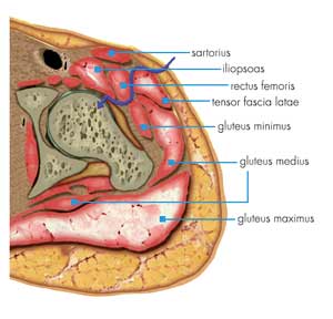 di-hip-anteriorapproach