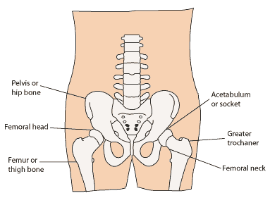 Anatomy of the Hip